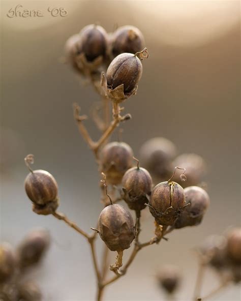A shot of a crepe myrtle seed head in the afternoon sunlight about a week ago. Crepe Myrtle Seed Pods | Seed pods, Flower seeds, Seeds