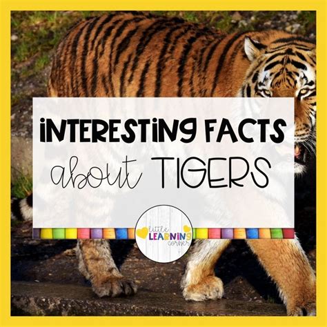 55 Fun Tiger Facts For Kids Little Learning Corner