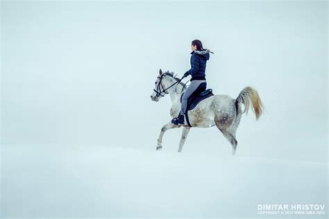 White Horse On The Snow 54ka Photo Blog