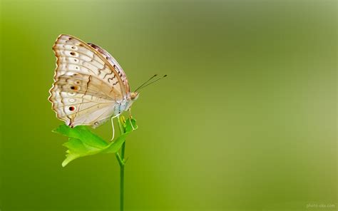 والپیپر های زیبای پروانه ها Butterfly Green Wallpaper