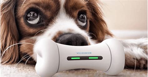 6 Interesting Tech Gadgets For Your Pets