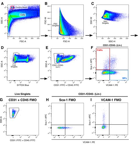 Identification Isolation And Characterization Of Fibro Adipogenic