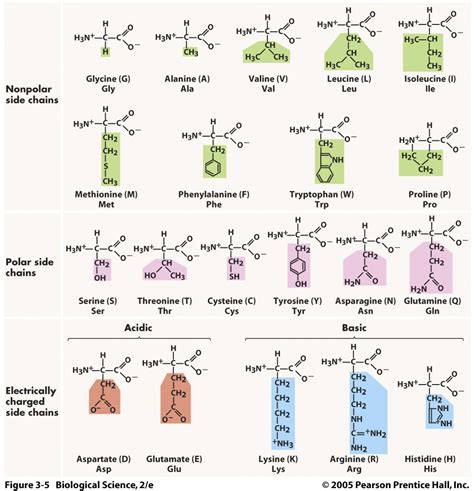 Amino Acids Biochemistry Science Chemistry Biochemistry Notes