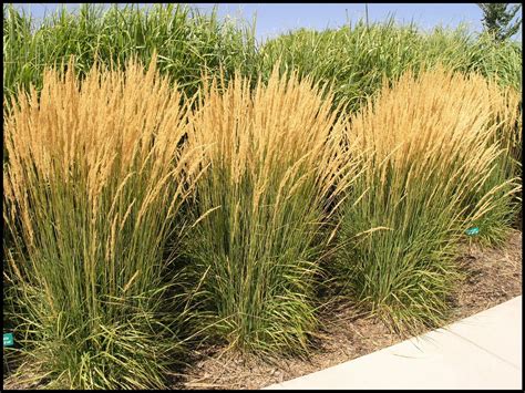 Karl Foerster Feather Reed Grass Hinsdale Nurseries