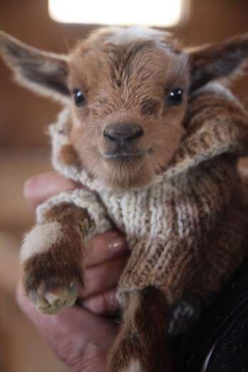 Cute Baby Goat Wearing Jumper Cute Baby Animals Cute