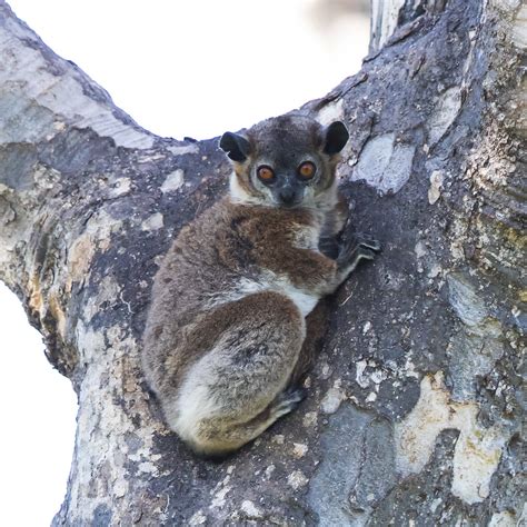 White Footed Sportive Lemur Martin Crocorax Flickr