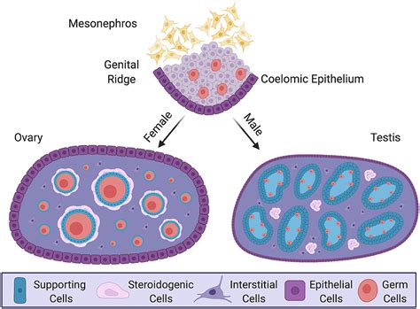 Testis Interstitial Cells