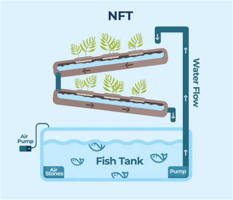 Best Plants To Grow In Nft Aquaponics System The Garden Hows