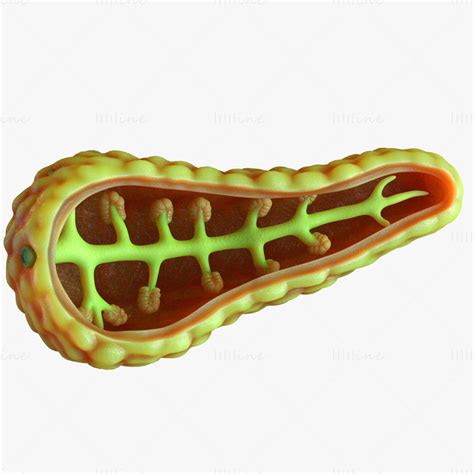 Human Pancreas Anatomy 3d Model