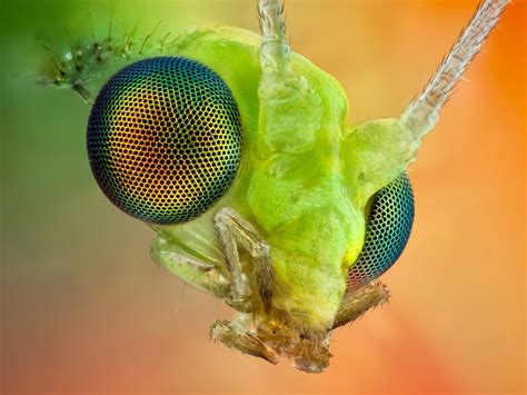 Insect Eye Macro Wallpaper X