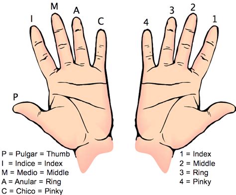 names of fingers - Google Search | Thing 1, Anular