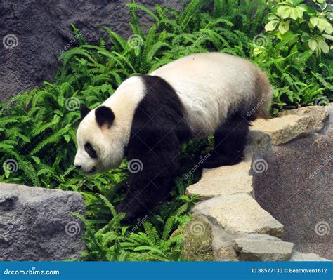 Panda Jumping Stock Photos Download 20 Royalty Free Photos