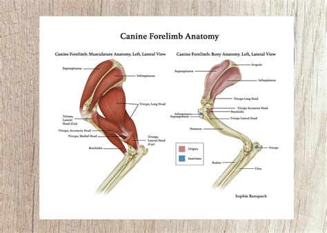 Medical Diagram Of Canine Forelimb Musculature And Bony Etsy