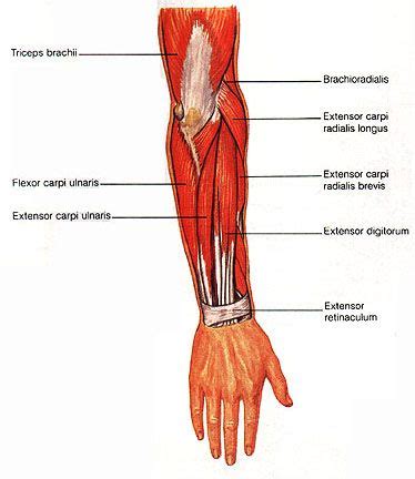 To build your muscles, you need to. Muscles of the Forearm | Forearm muscles, Leg muscles, Leg ...