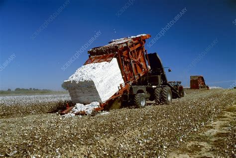 Cotton Harvest Stock Image C0073584 Science Photo Library