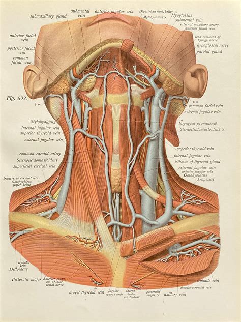 Superficial Veins Of The Neck And Of The Subclavicular Fossa Etsy