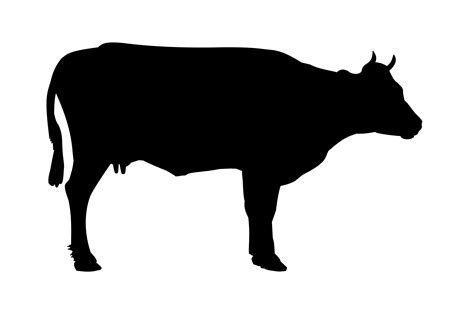 The Best Free Cattle Vector Images Download From 79 Free Vectors Of