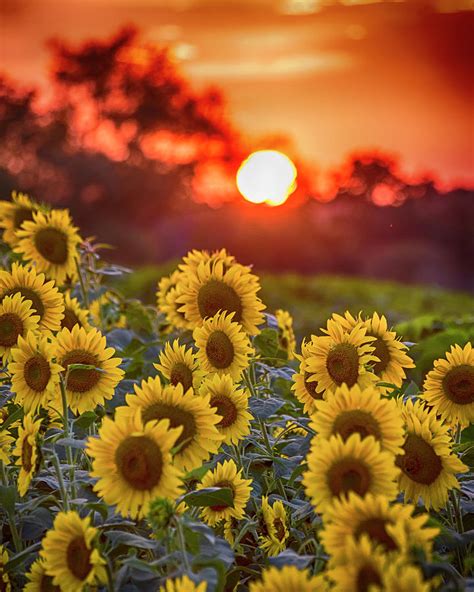 Colby Farms Sunflower Field Sunset Photograph By Toby Mcguire Fine