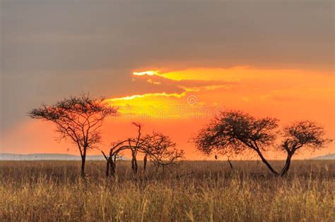 Serengeti National Park In Northwest Tanzania Stock Image Image Of
