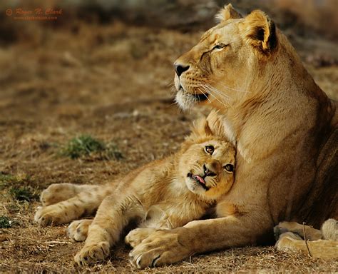 Newborn Lion Cubs With Mother