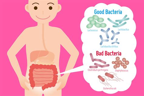 How To Improve Gut Bacteria In Your Gut Floracel