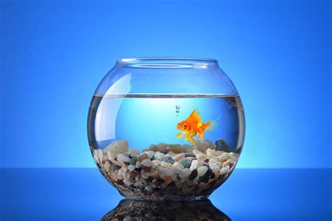 How Long Can Goldfish Live In A Bowl Clever Pet Owners
