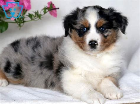Baby Bop Australian Shepherd Puppy For Sale Keystone Puppies