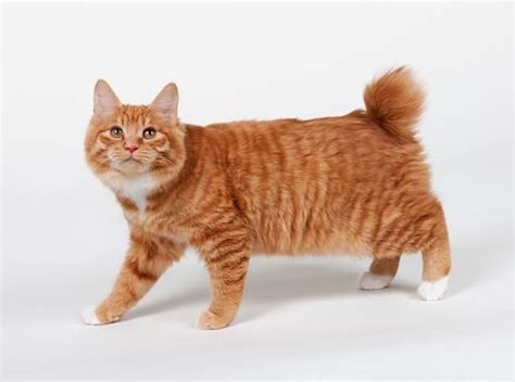American Bobtail Cat Characteristics Temperament And Cat Care