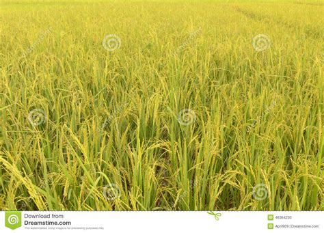 Golden Rice Field Stock Photo Image Of Leaf Golden 46364230