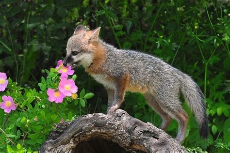 Delaware State Animal Gray Fox This Curious Baby Is Tasting Yummy