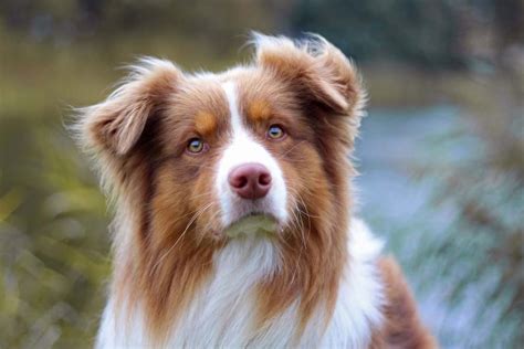 30 Most Popular Dog Breeds Known All Over The World