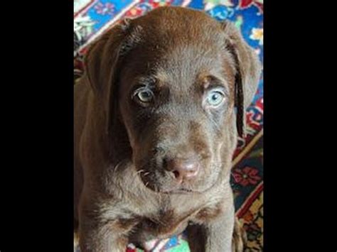 New day labradors, beautiful labrador retriever puppies for sale, akc, ofa certified, gentle, loving puppies for service, sporting and companion. Bears First Day Outside Chocolate Labrador Retriever - YouTube