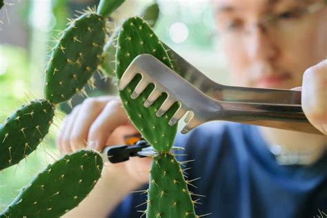 Taking Cactus And Succulent Cuttings Bbc Gardeners World Magazine