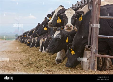 Dairy Farm Stock Photo Alamy