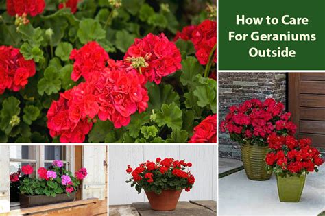 How To Care For Geraniums In Pots Outside Outdoor Potted Plants