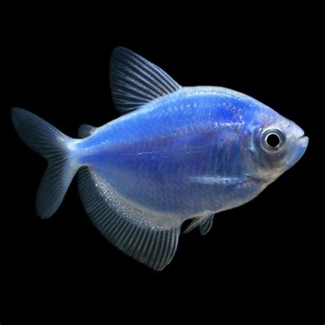 Glofish Cosmic Blue Tetra Tropical Fish For Freshwater Aquariums