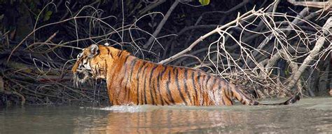 Best Blog Why Is The Sundarbans Called A World Heritage Site Royal