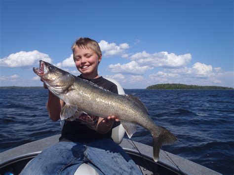 🔥 Download Displaying Image For Walleye Background by @amiller78