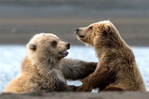 Grizzly Bear Pictures Grizzly Bear Cubs Cool Wildlife