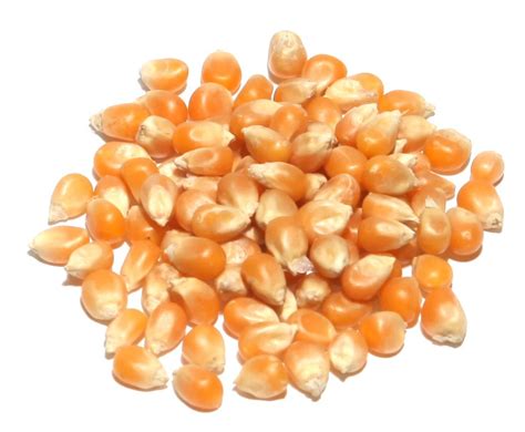 Popcorn Robust 997 115 Days American Seed Co