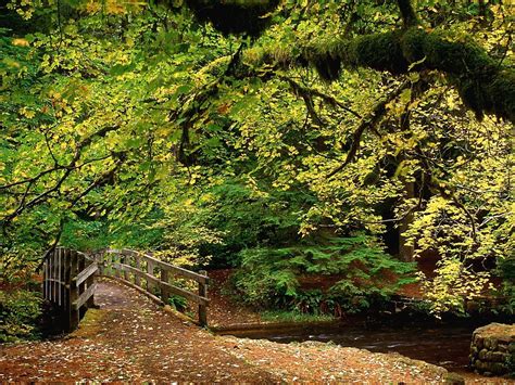 Netherlands Bridge River Autumn Trees Leaves Wallpaper