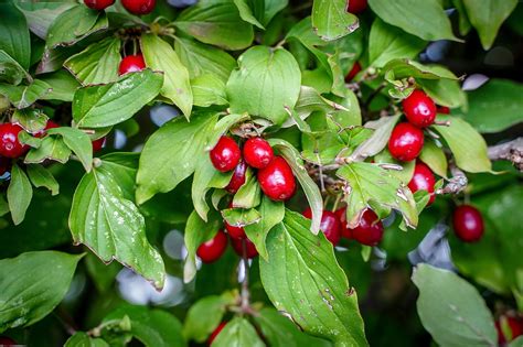 Beeren Rote Strauch - Kostenloses Foto auf Pixabay