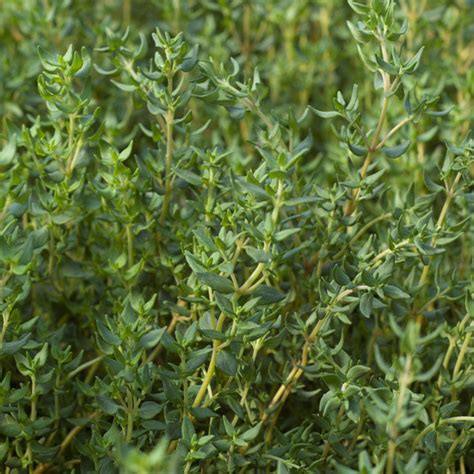 French Thyme Plant For Sale Thymus Vulgaris The Growers Exchange
