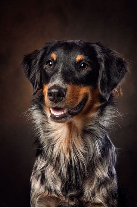 How Do You Photograph Dog Portraits