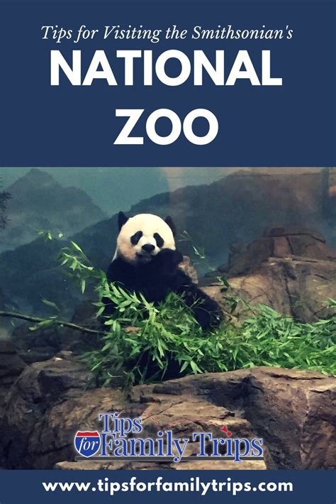 A first-timer's guide to the National Zoo in Washington D.C.