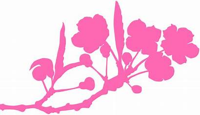 Blossom Cherry Branch Silhouettes Silhouette Tree Vector