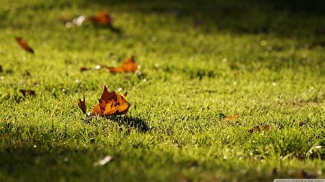 Autumn Leaves On The Lawn Fall Autumn Grass Abstract Leaf Leaves Graphy Hd Wallpaper