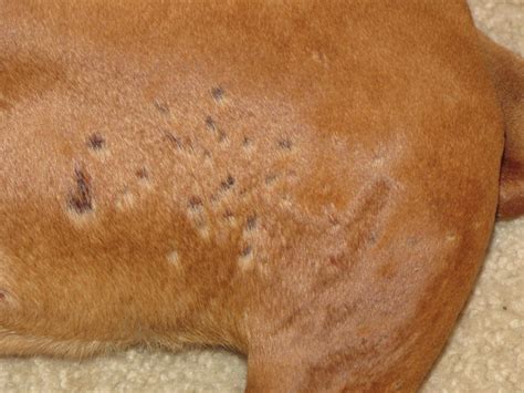 Dog Skin Conditions