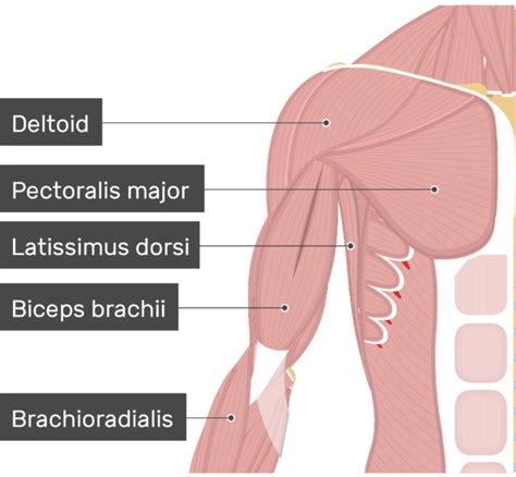 An Image Showing Some Muscles Attached To The Upper Limb Detloid