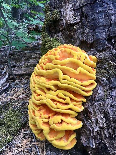 Chicken Of The Woods Rmycology
